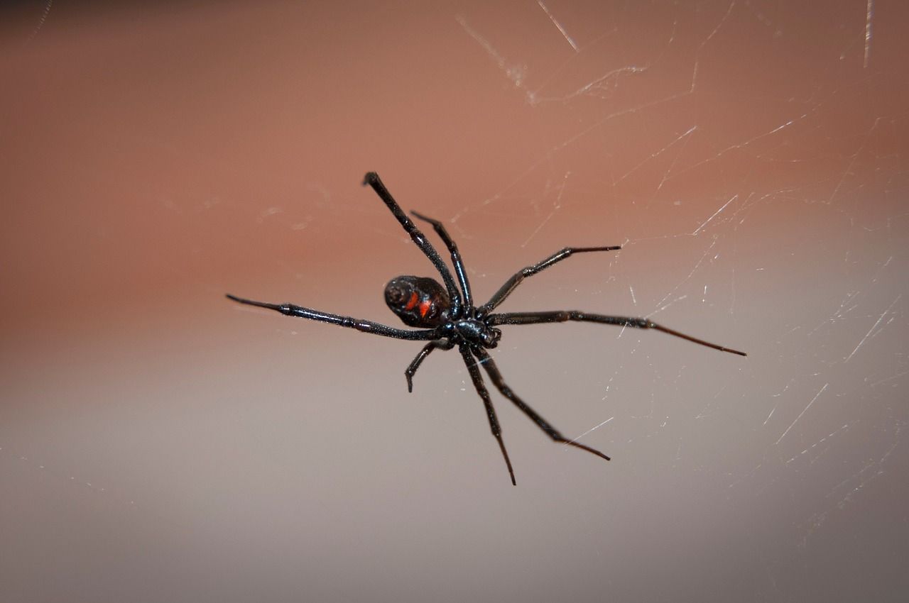 В Москве появились ядовитые пауки из рода черных вдов – каракурты. Фото: pixabay.com