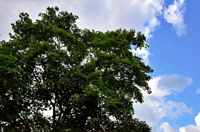 Зоны отдыха с многолетними деревьями создадут в Кленовском