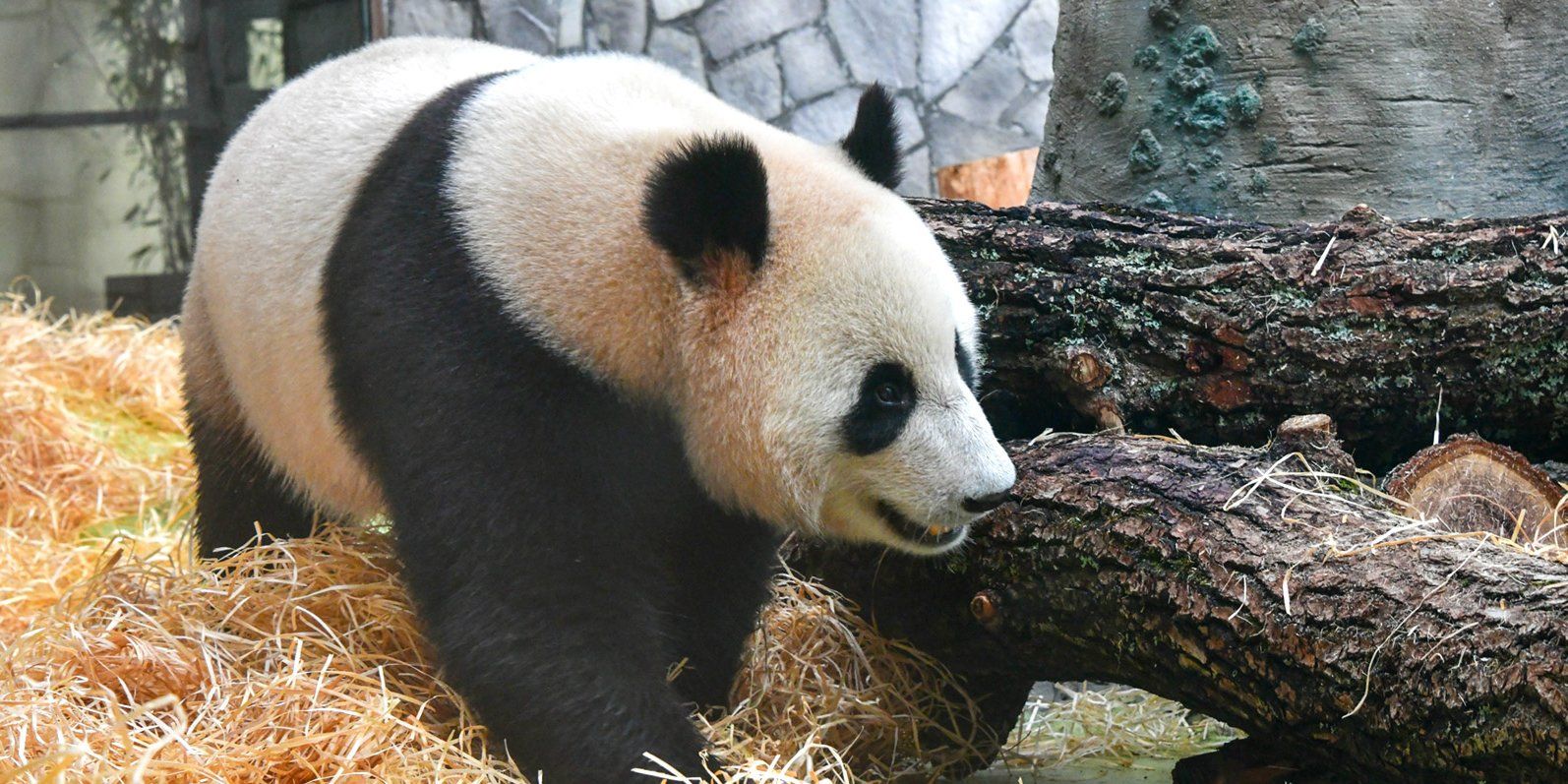 Китайские панды адаптировались к условиям жизни в Московском зоопарке