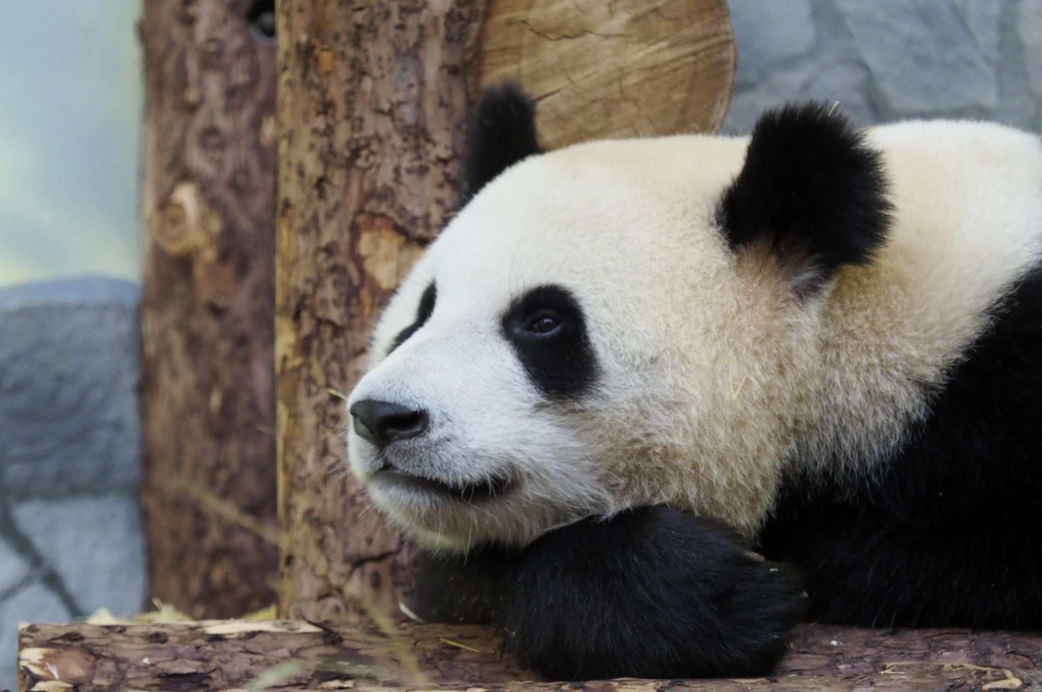 Московский зоопарк объявил о начале трансляции из вольера панд