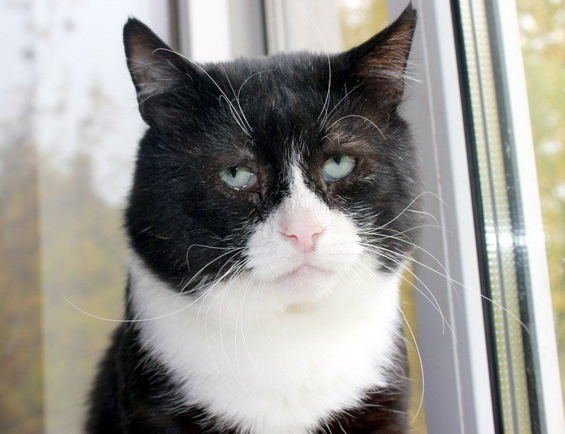 Самый грустный кот Филя из Москвы ищет дом