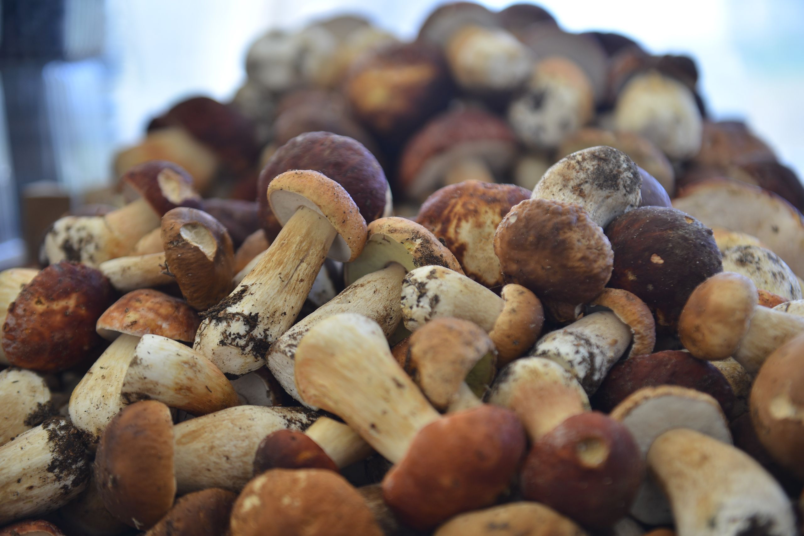Диетолог Москвы назвала норму употребления грибов