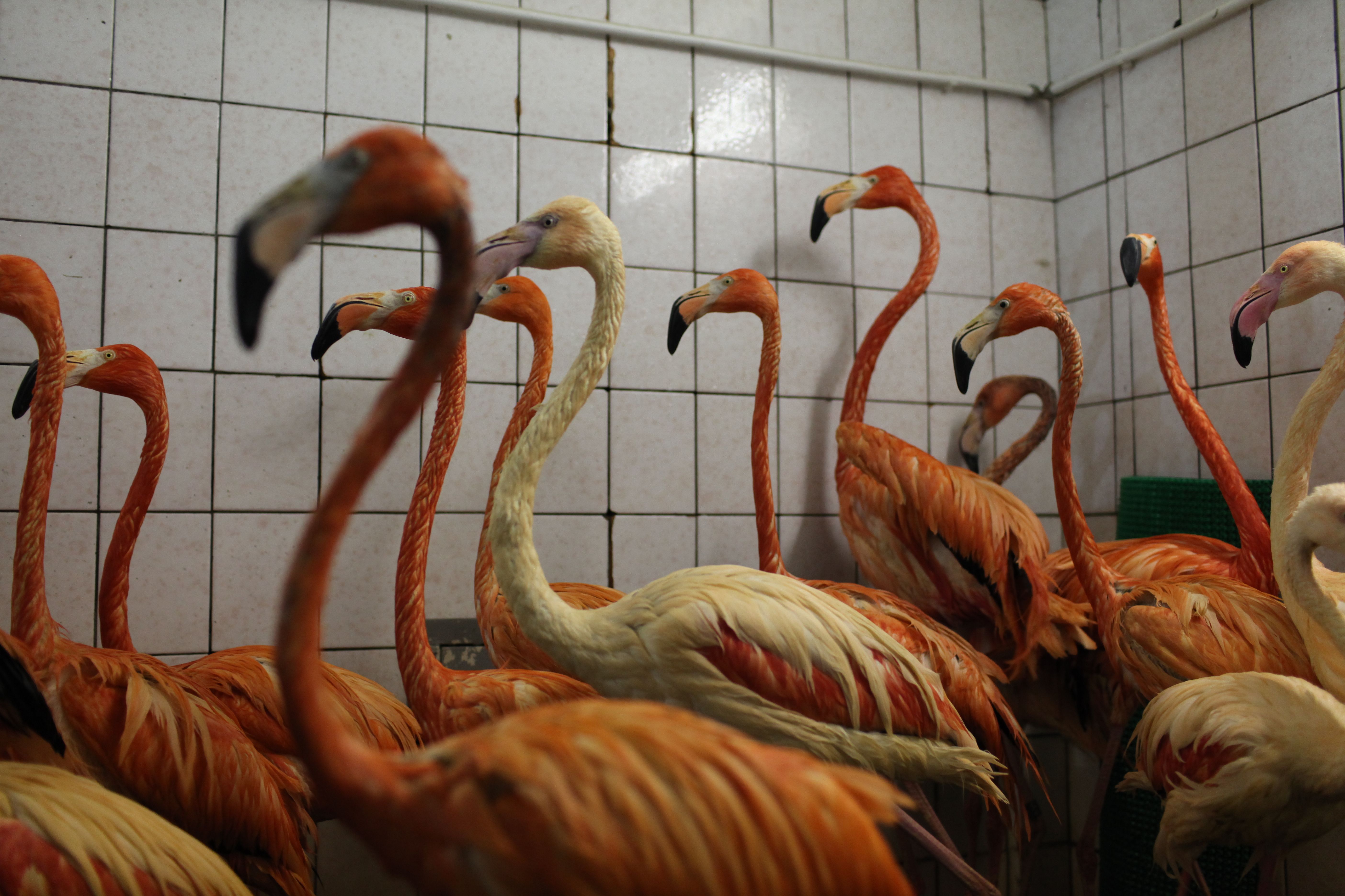 Московский зоопарк поставил рекорд по числу фламинго