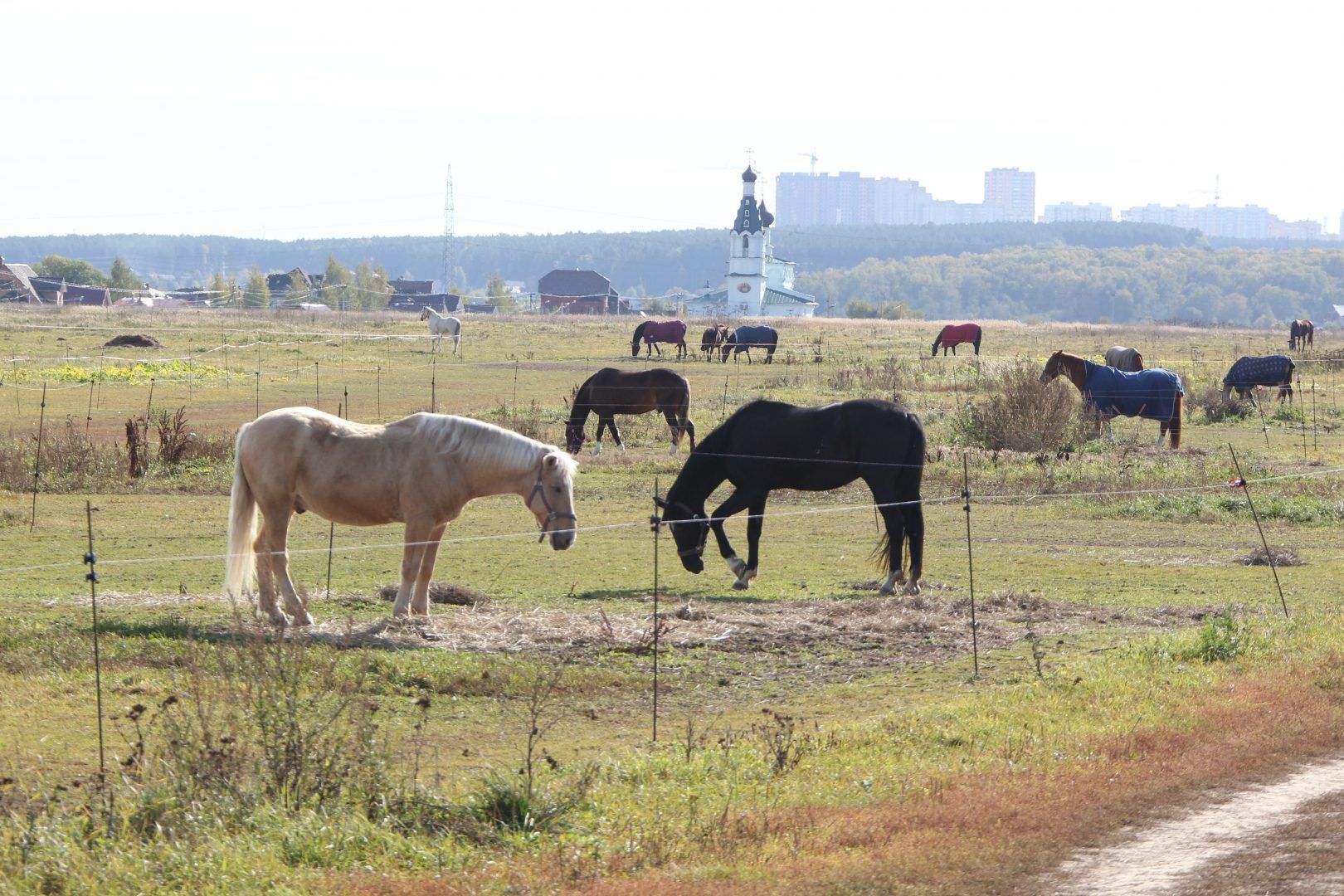Стоп-кадр: за погодой обратитесь к лошадям. Фото: Владимир Смоляков