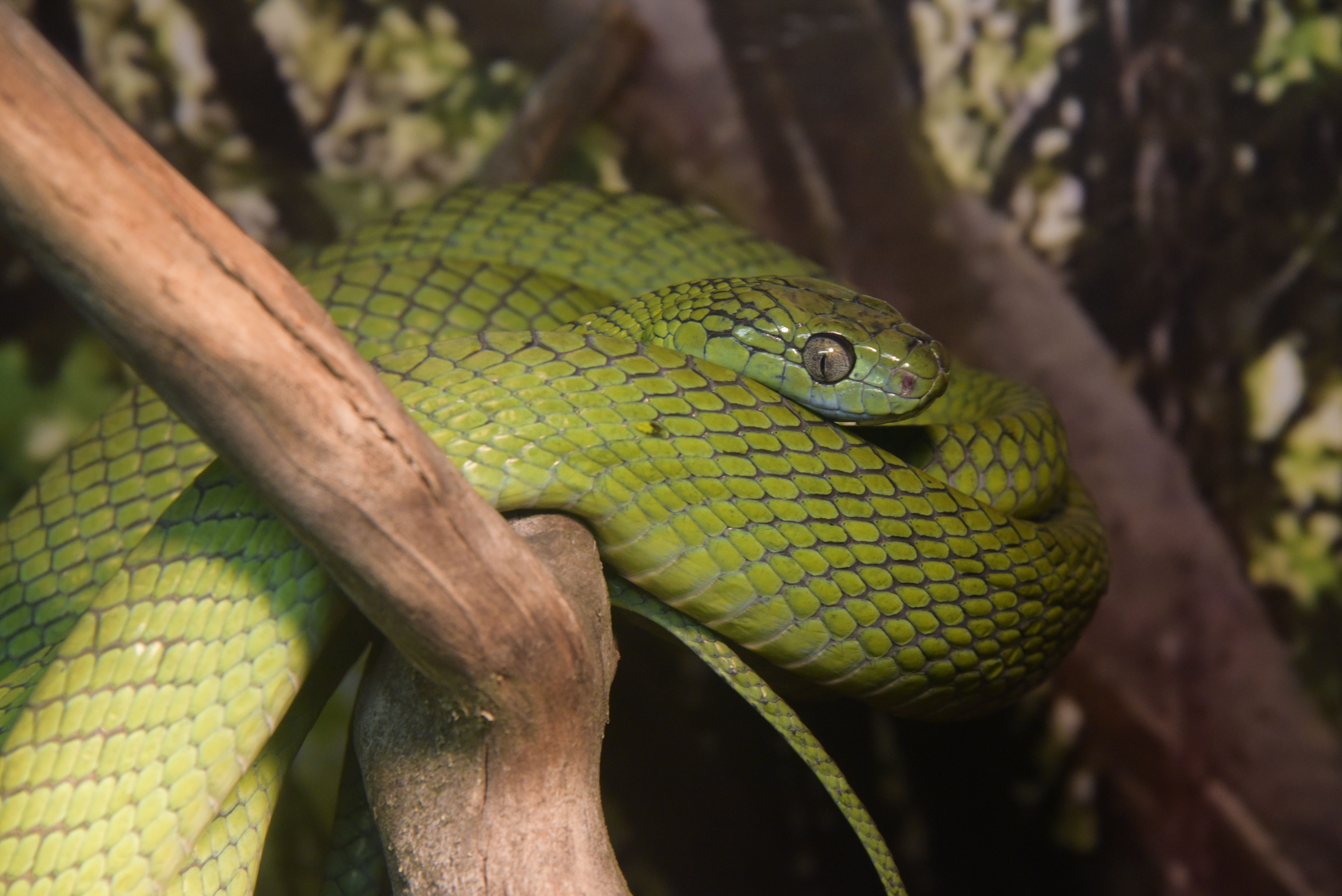 Змеи достаточно самостоятельные питомцы. Фото: Антон Гердо