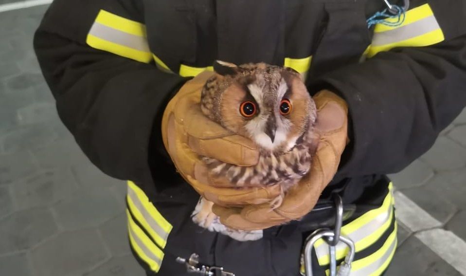 Пожарные из Мосрентгена спасли сову от гибели