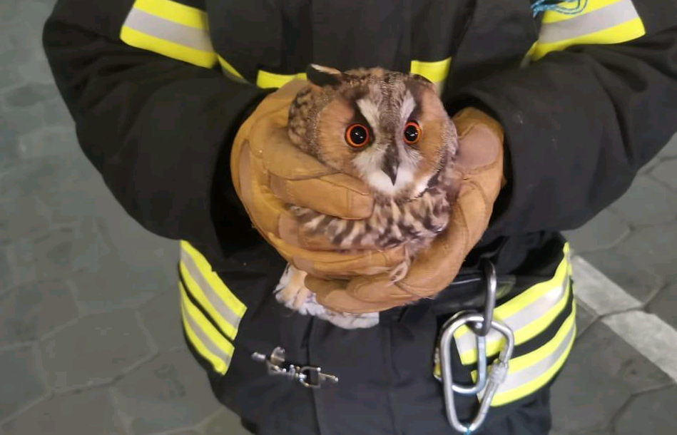 Пожарные спасли сову в Мосрентгене