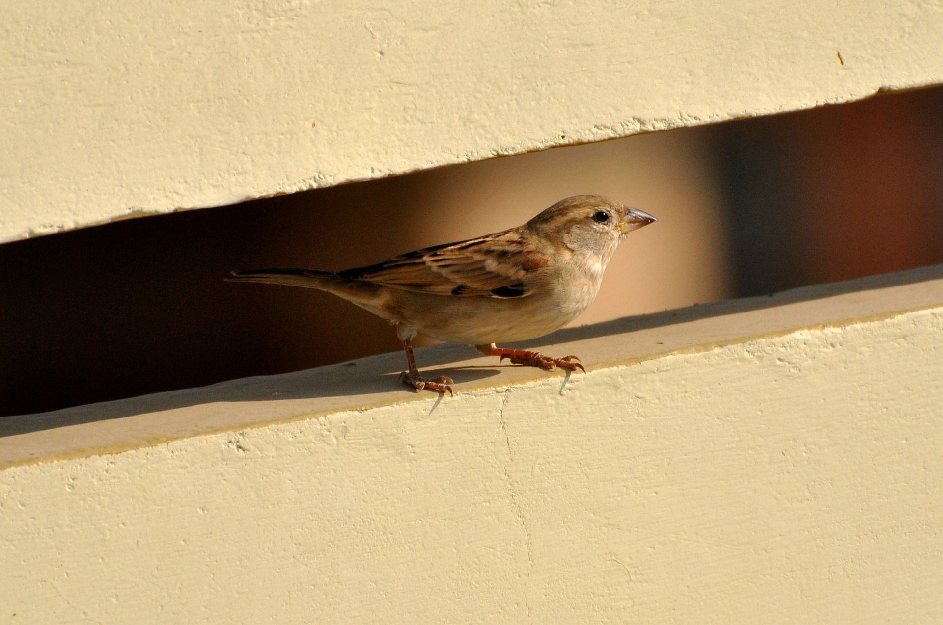 Птицы чувствительны к электромагнитному излучению. Фото: pixabay.com