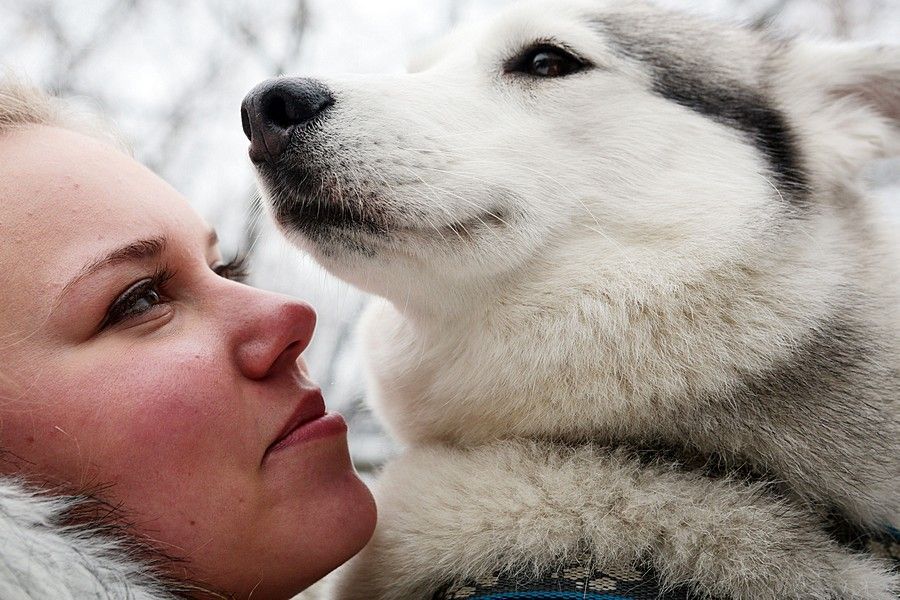 Московские ветеринары рекомендовали не целовать собак и кошек