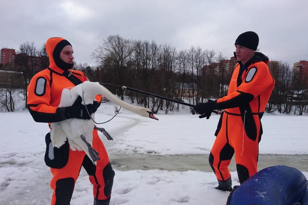 Московские спасатели выезжали более трехсот раз на помощь животным. Фото: пресс-служба Управления по ТиНАО Департамента ГОЧСиПБ 