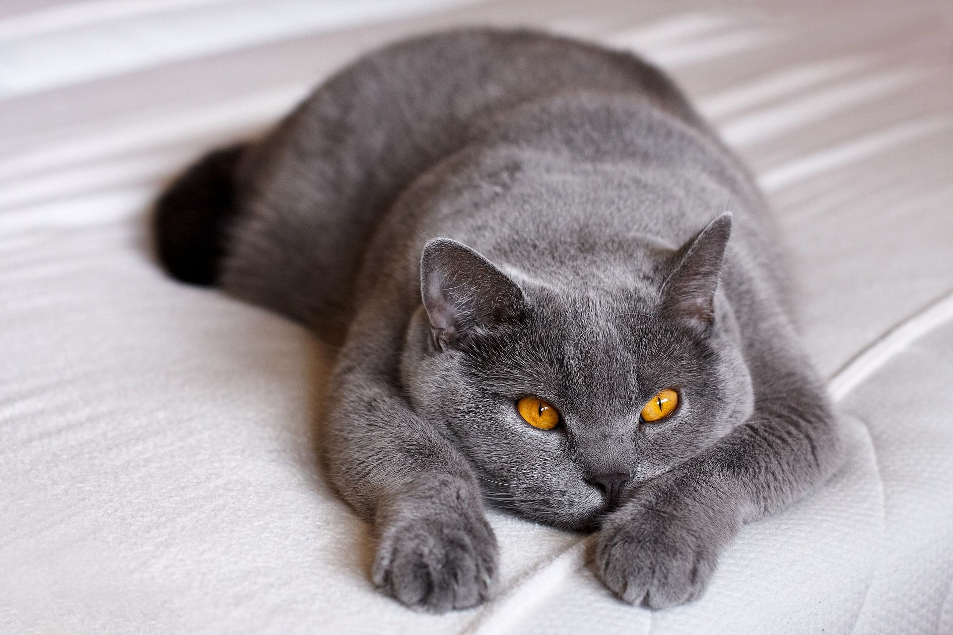 Шотландских и британских кошек чаще всего записывали к ветеринару в Москве
