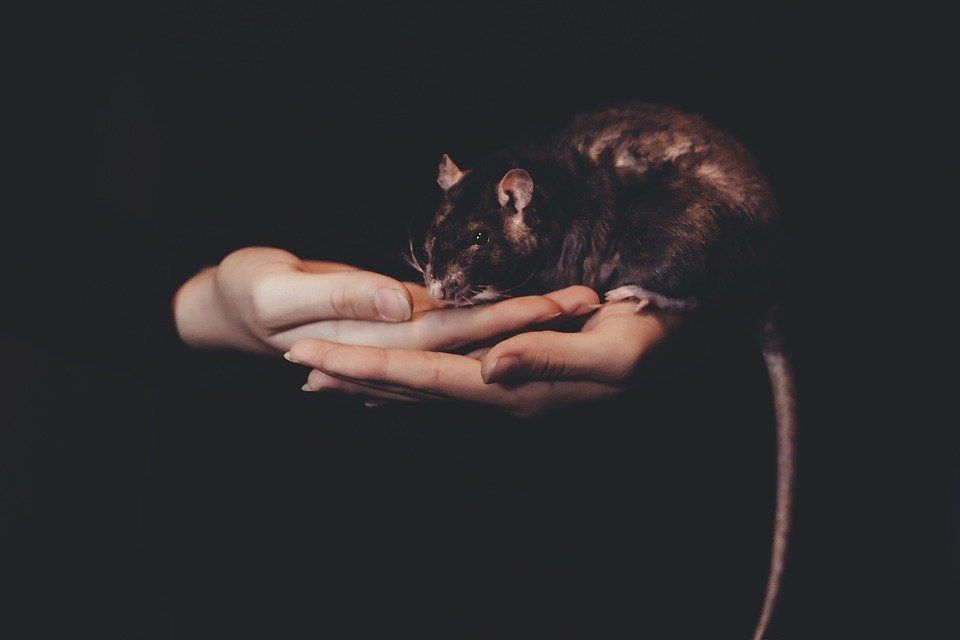 Для каждого знака Крыса подготовила свои испытания. Фото: pixabay.com