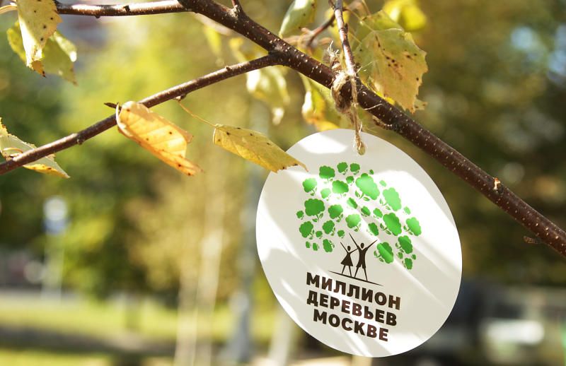 Более 750 тысяч деревьев и кустарников высадят в Москве