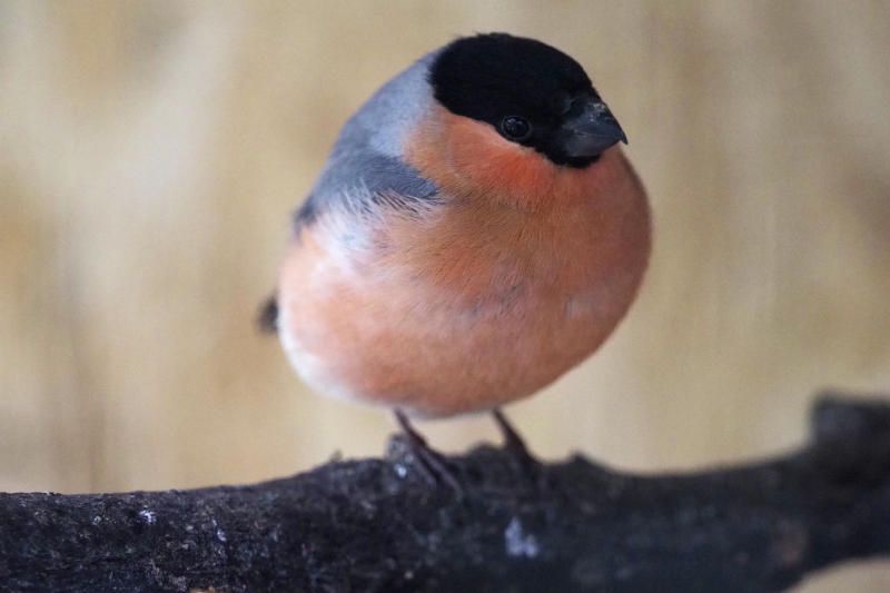 Теплой зимой птицам проще добывать себе пищу. Фото: Антон Гердо, «Вечерня Москва»