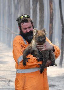 7 января 2020 года. Фото пожарного с обожженной, но спасенной коалой в руках облетело весь мир. Фото: ЕРА, ТАСС