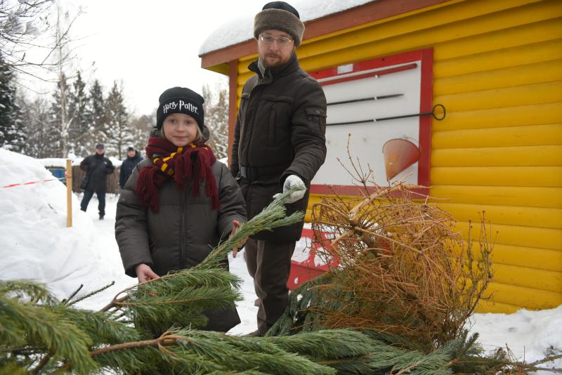 Москвичи сдали более девяти тысяч деревьев с начала акции «Елочный круговорот». Фото: Александр Кожохин