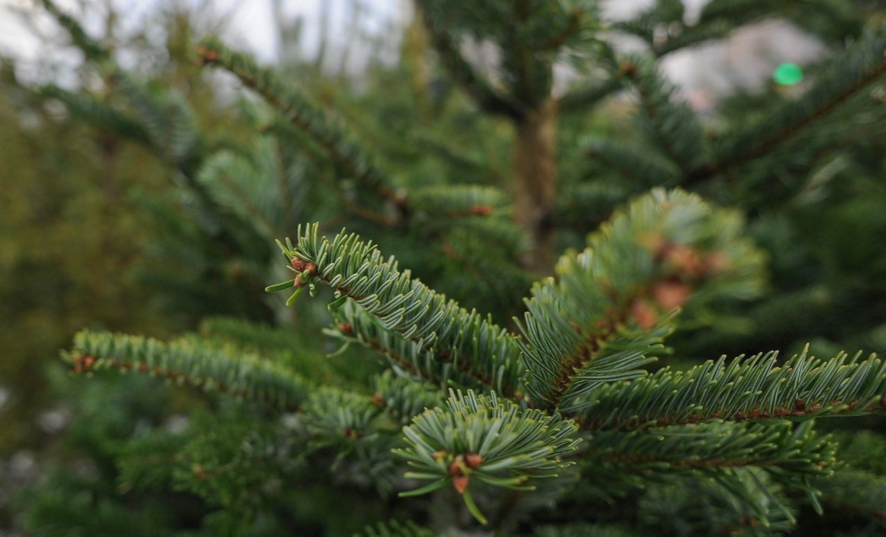 Москвичи смогут сдать новогодние елки на переработку