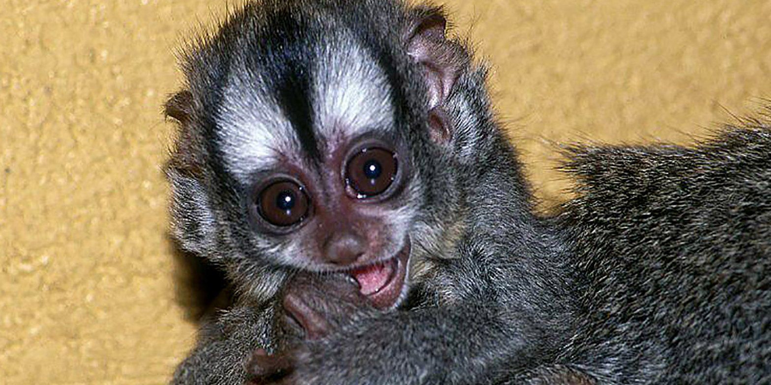 Детеныш боливийских ночных обезьян родился в Московском зоопарке