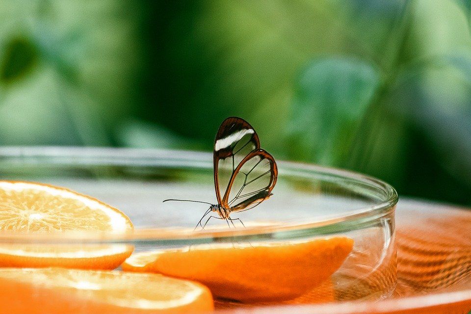 Спеуиалисты представили около 15 видов крылатых насекомых. Фото: Pixabay