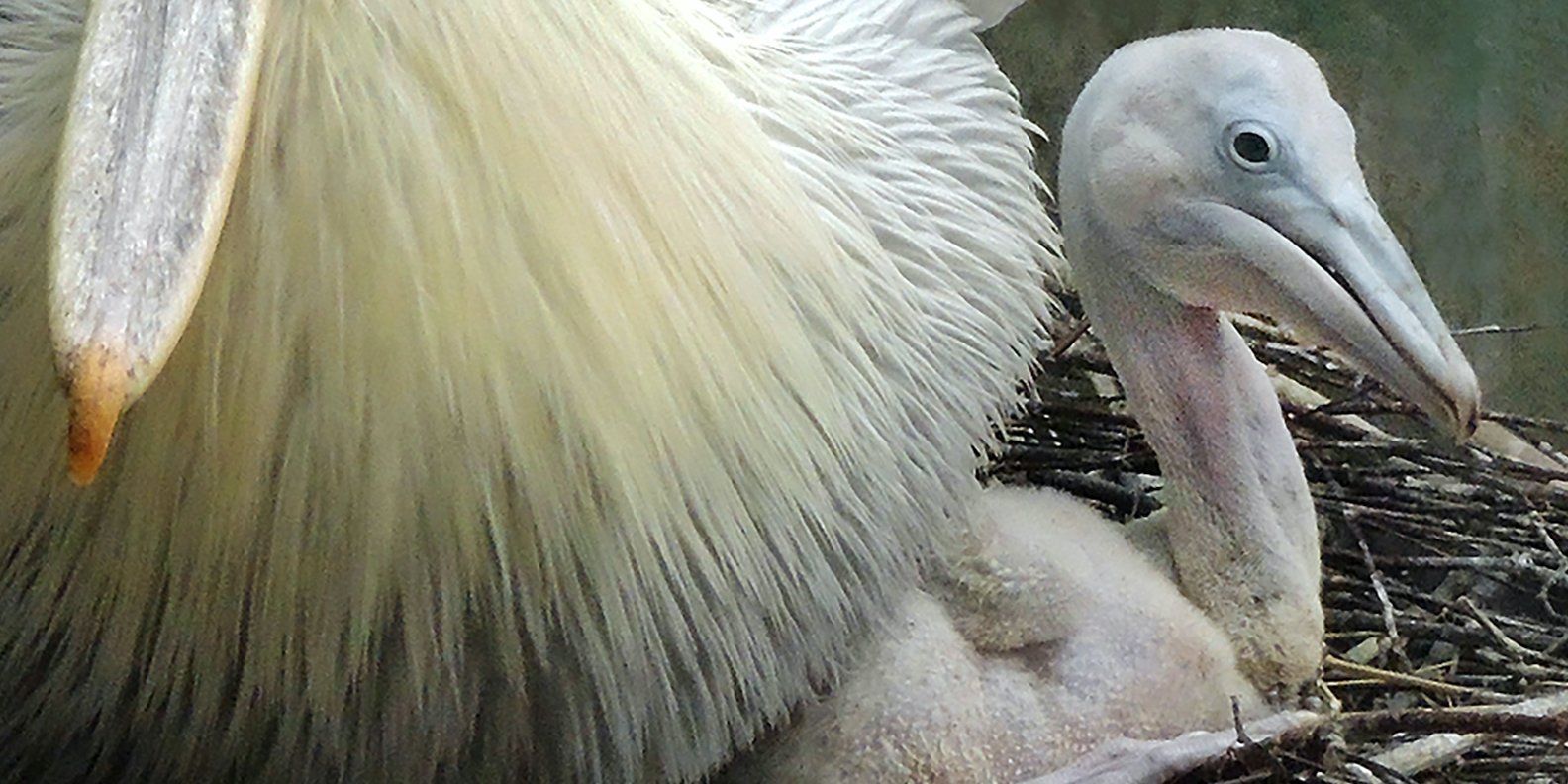 Редкие пеликаны вылупились в Московском зоопарке