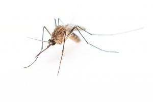 Комары — важный элемент в цепи питания птиц и рыб. Фото: Shutterstock