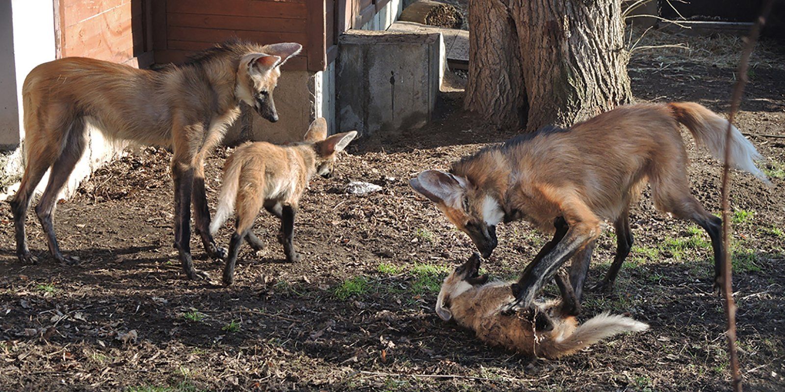 Московский зоопарк объявил о пополнении в семье гривистых волков