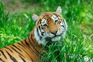 Программу о тиграх покажут на 1 канале 24 февраля. Фото: Shutterstock