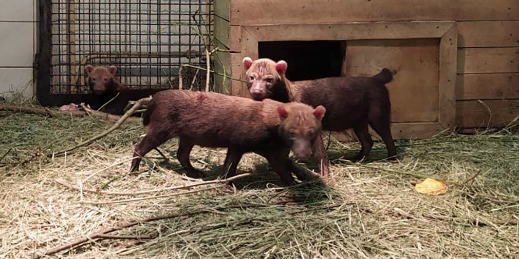 Кустарниковые собаки в зоопарке Москвы впервые обзавелись потомством