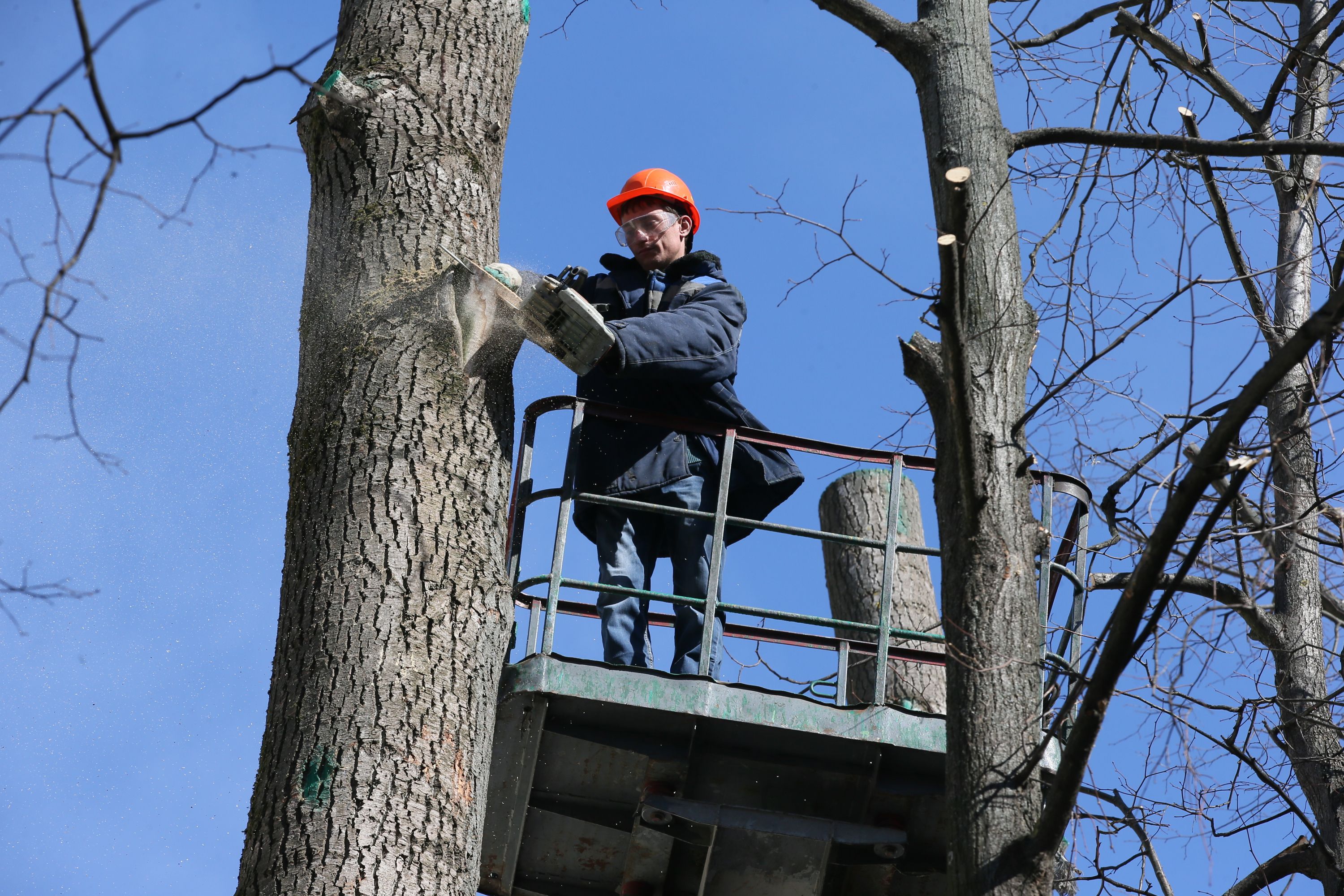 Москва кронирует более 1,6 тысячи деревьев за весну