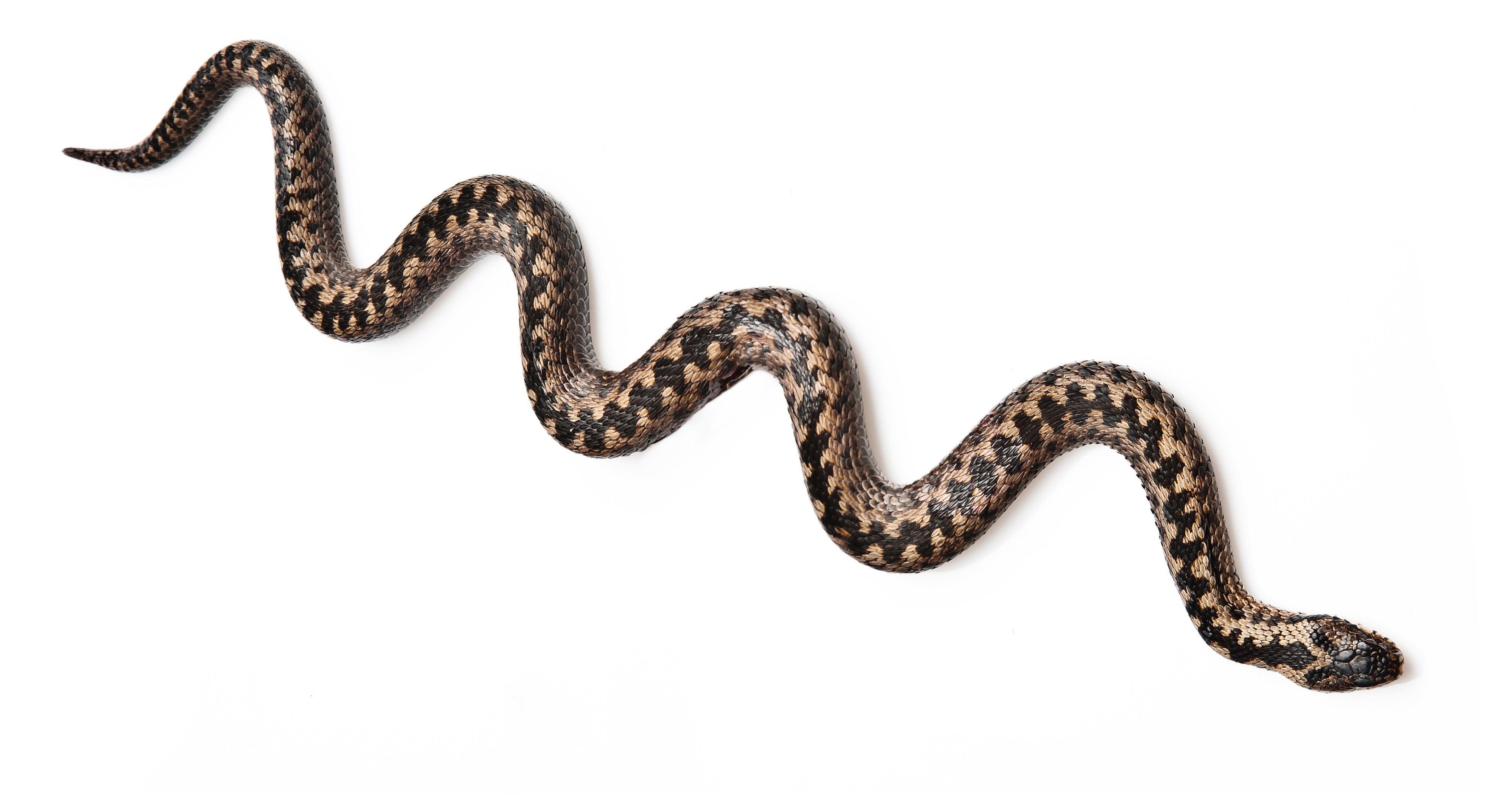 Главная опасность змей сейчас в том, что они только проснулись. Фото: Shutterstock