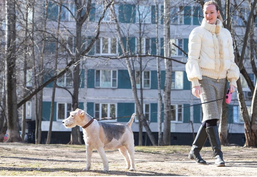 Волонтеры Москвы ежедневно выгуливают 120 собак московских пенсионеров. Фото: сайт мэра Москвы