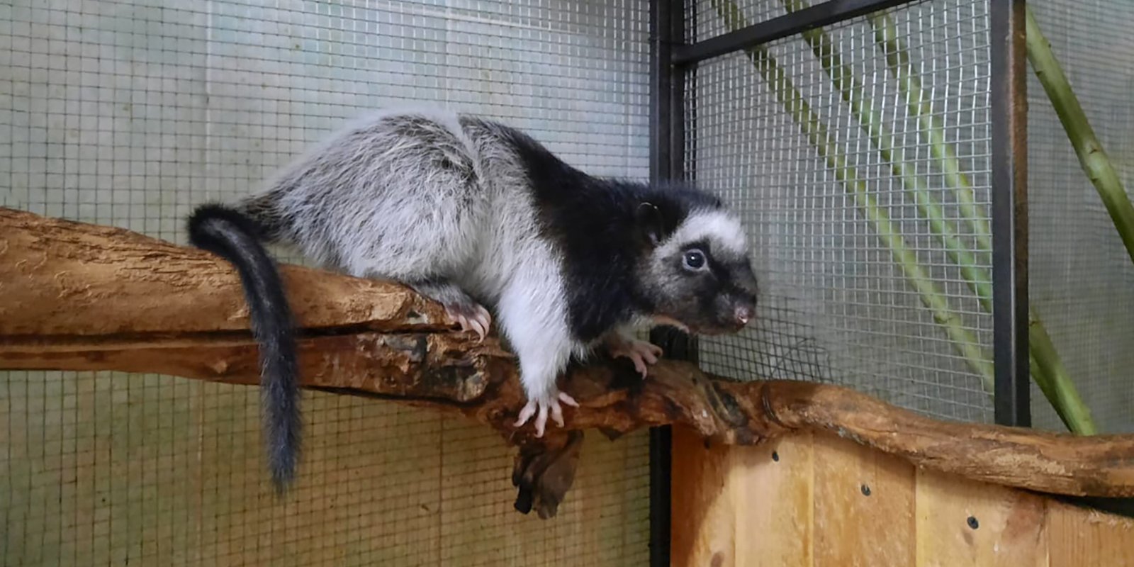 Огромные дымчатые крысы в Московском зоопарке обзавелись потомством