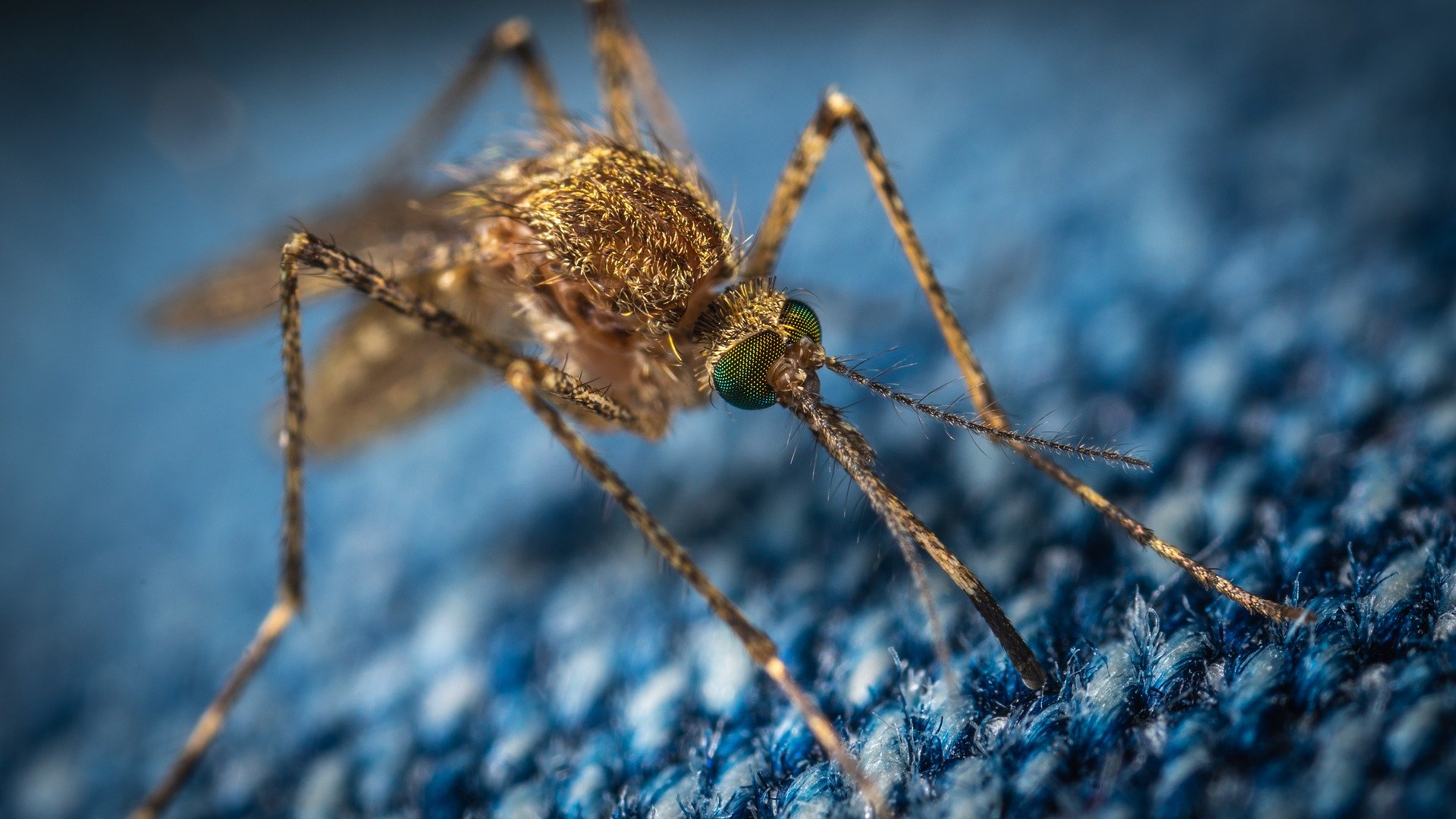 Москвичей напугали последствиями комариных укусов