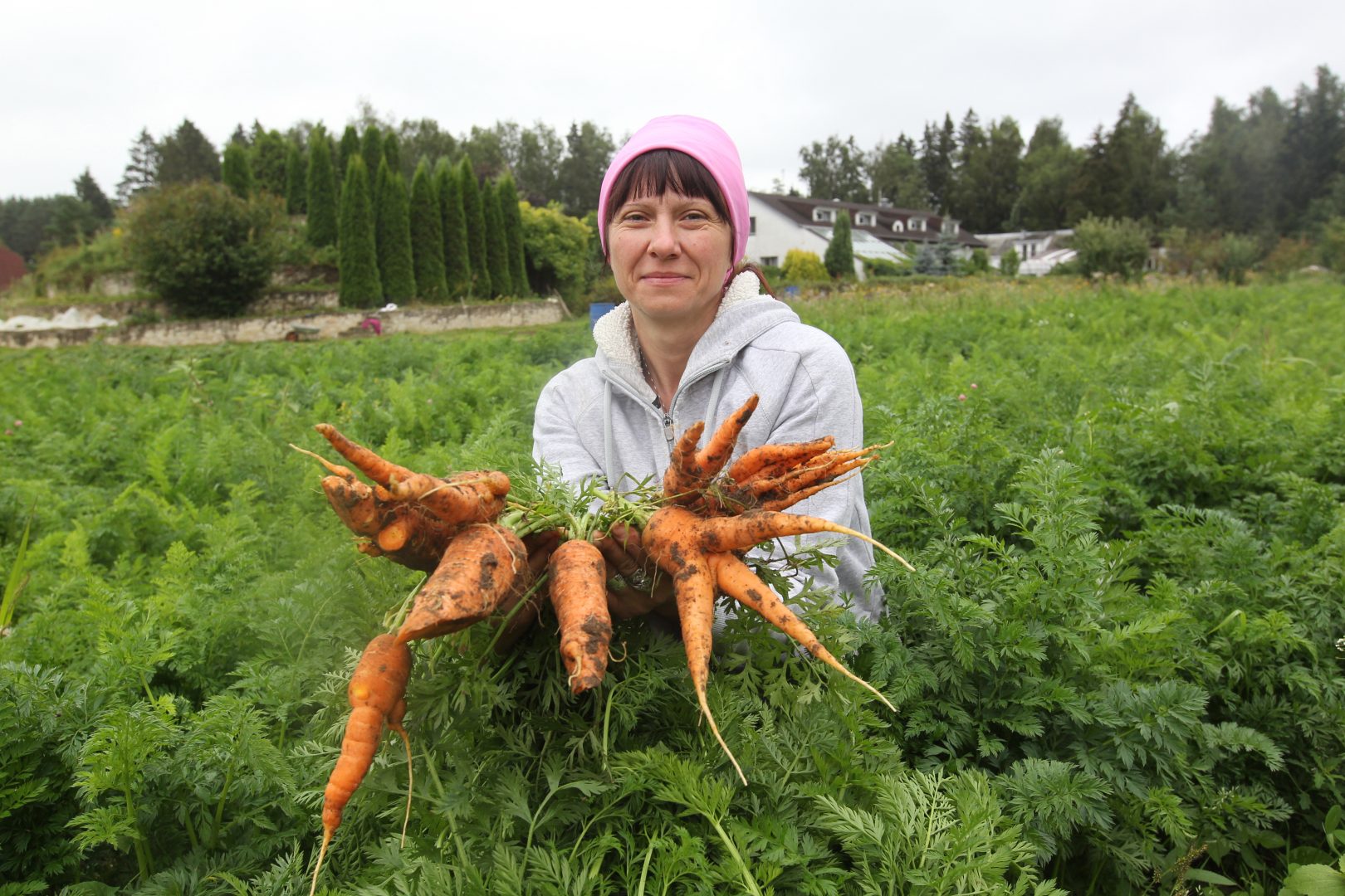 13 августа 2020 года. Марушкинское. Работник фермерского хозяйства Алексея Буркова Татьяна Тимецкая показывает, какую морковь удалось вырастить в этом году