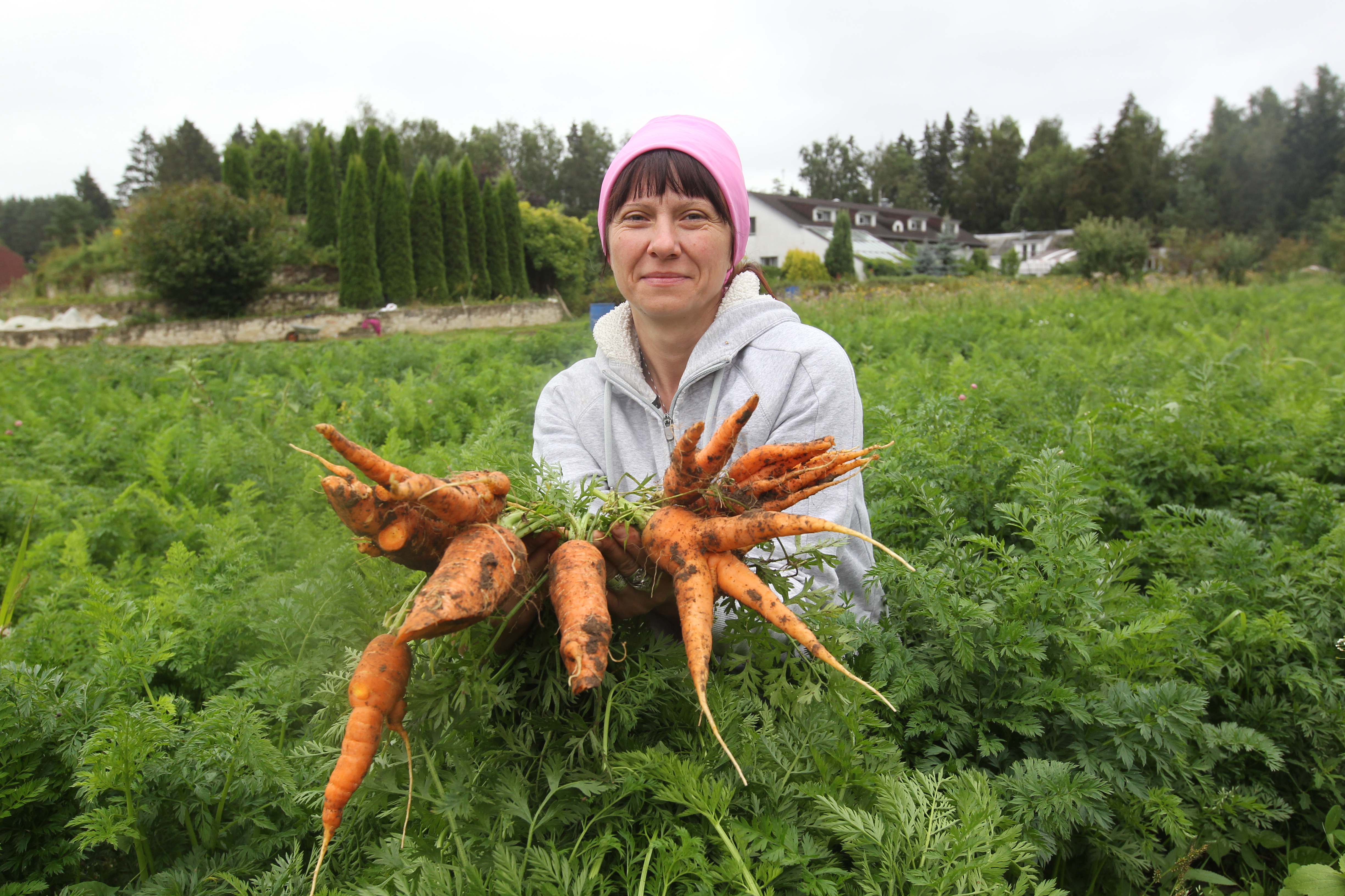 13 августа 2020 года. Марушкинское. Работник фермерского хозяйства Алексея Буркова Татьяна Тимецкая показывает, какую морковь удалось вырастить в этом году