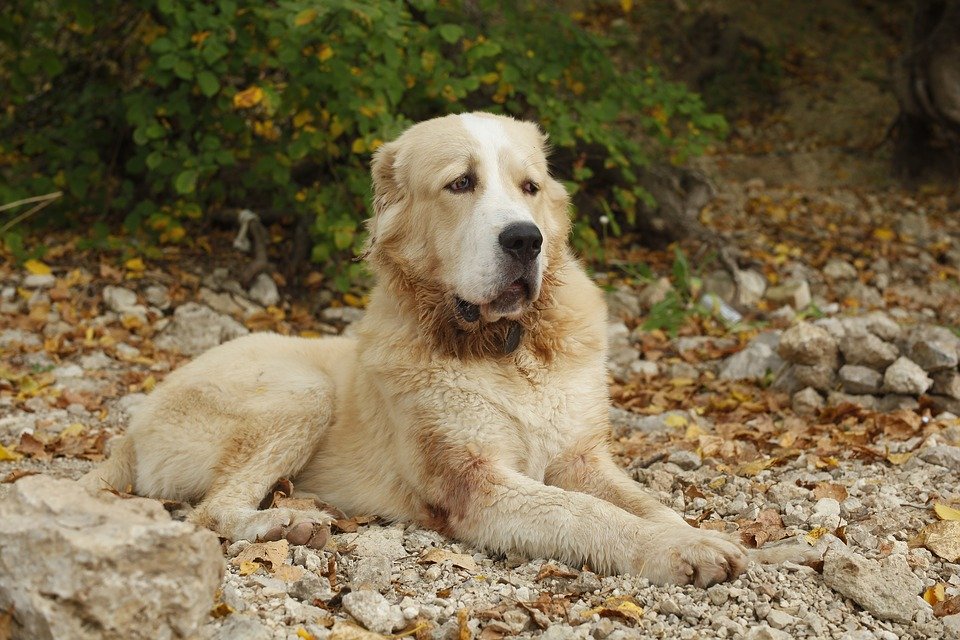 Спасение алабая: собаку крупной породы сняли с крыши дома в Михайлово-Ярцевском