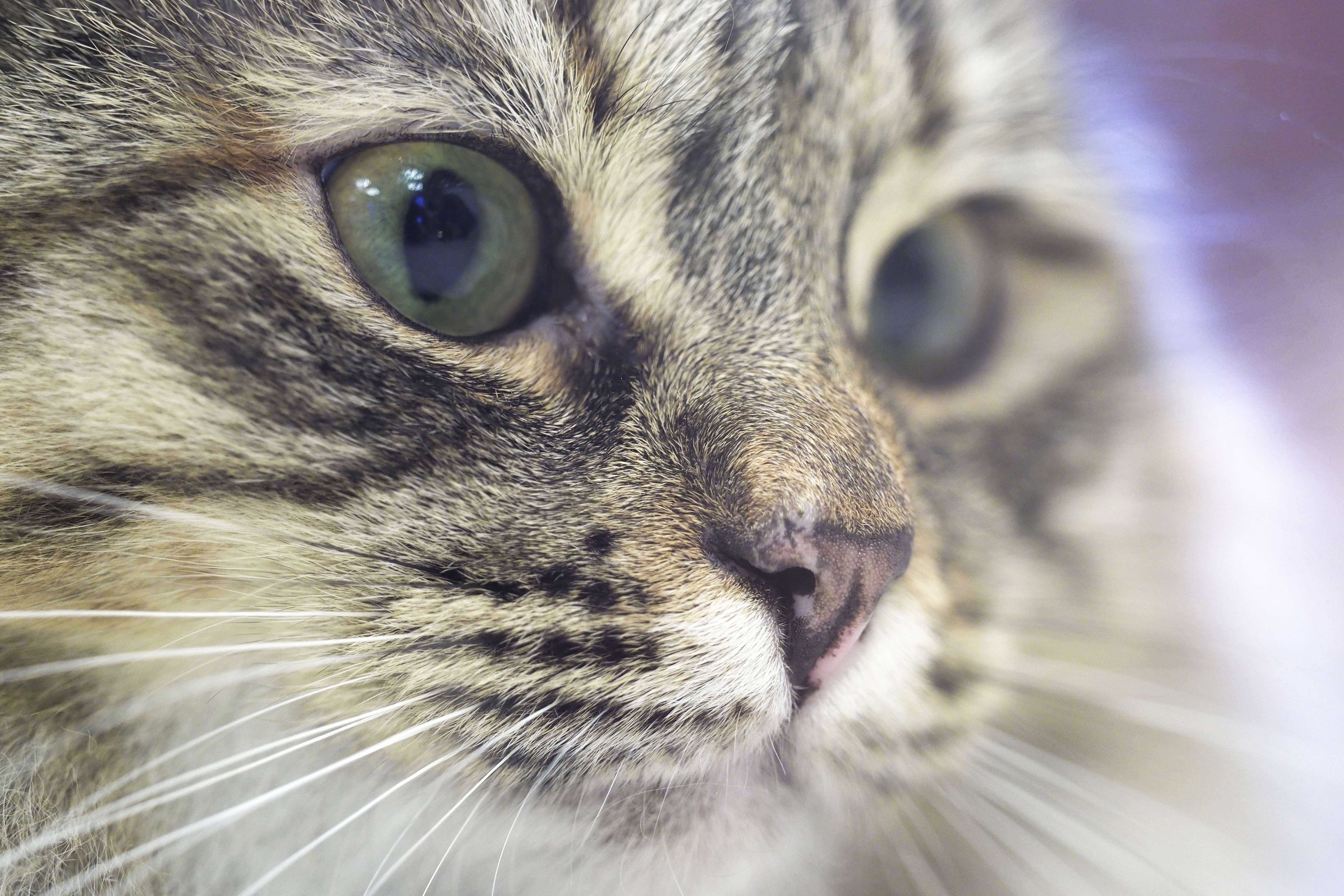 Московские ветеринары приняли почти 50 тысяч кошек за год