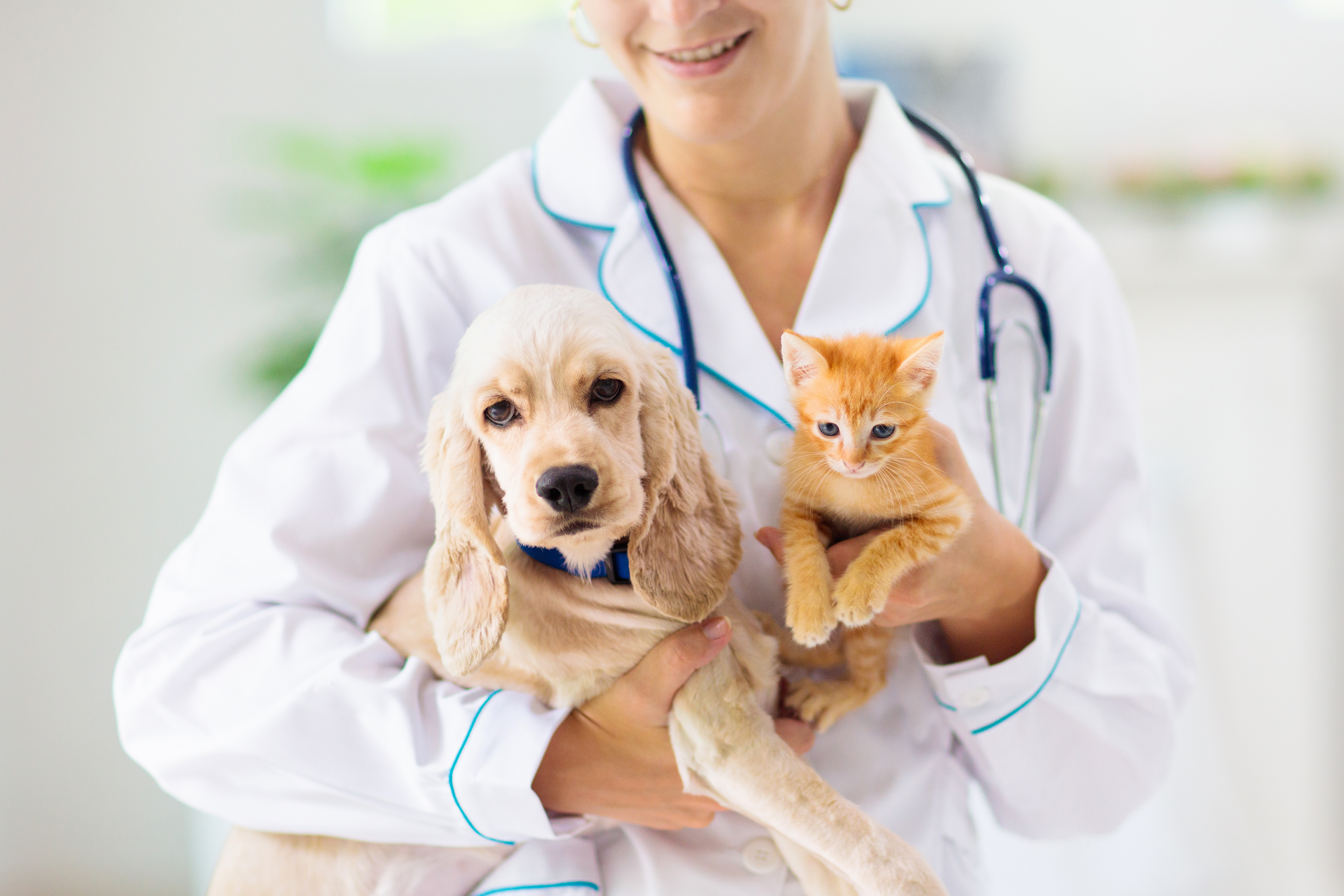 Ветеринары: питомцы могут стать бессимптомными переносчиками различных инфекций