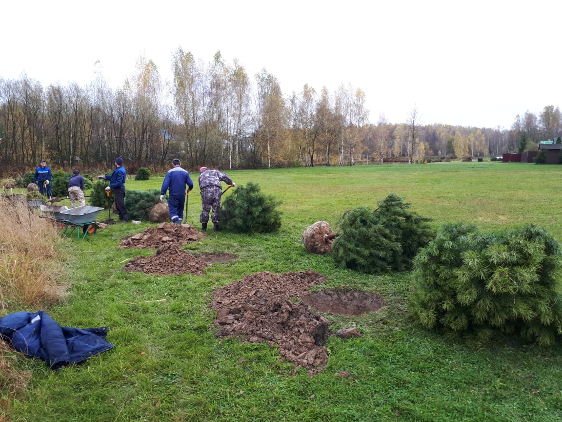 Зеленая зона: 25 молодых сосен высадили в поселении Роговское