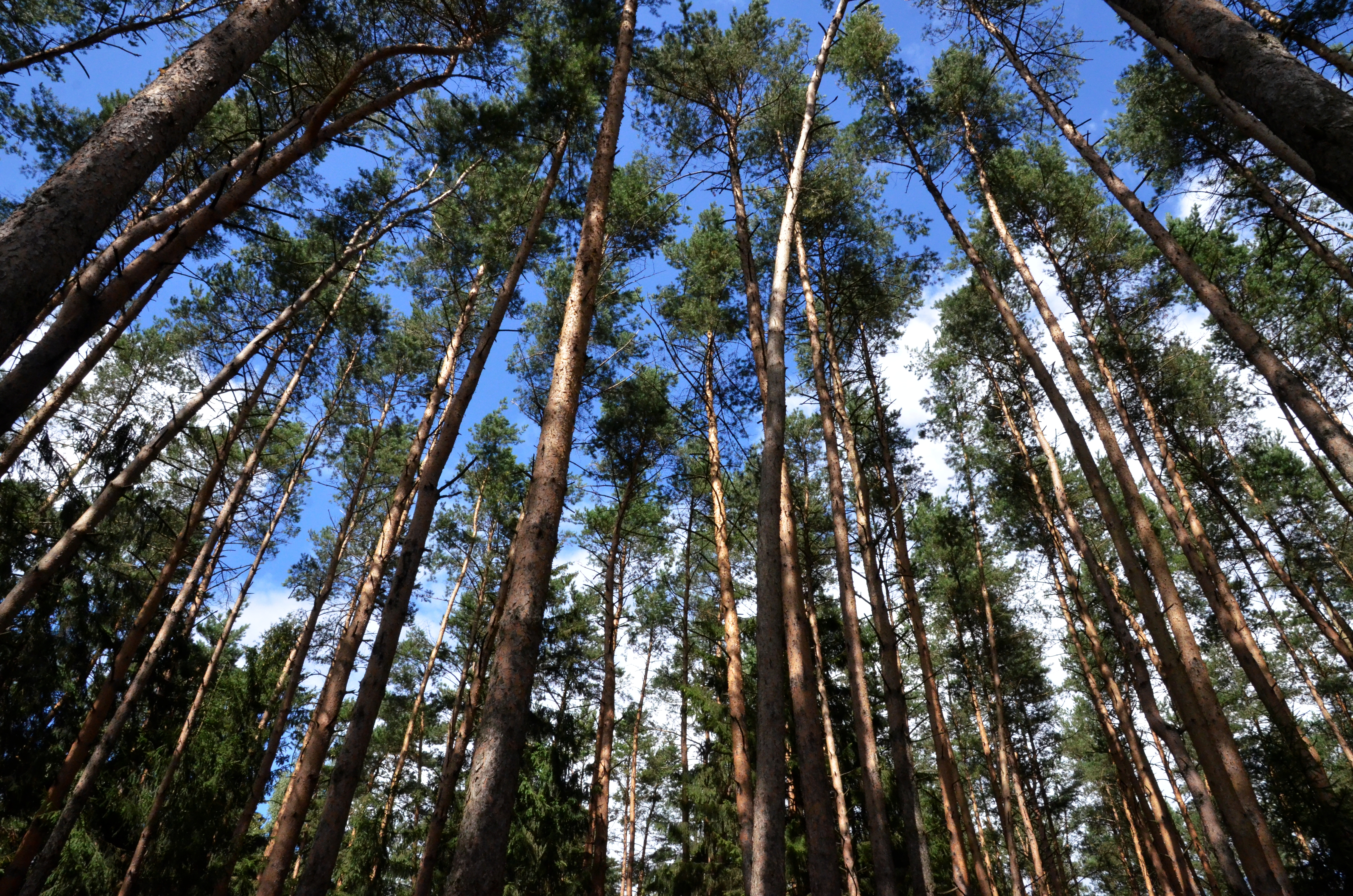 Процесс благоустройства парка «Говоровский лес» осмотрел мэр Москвы