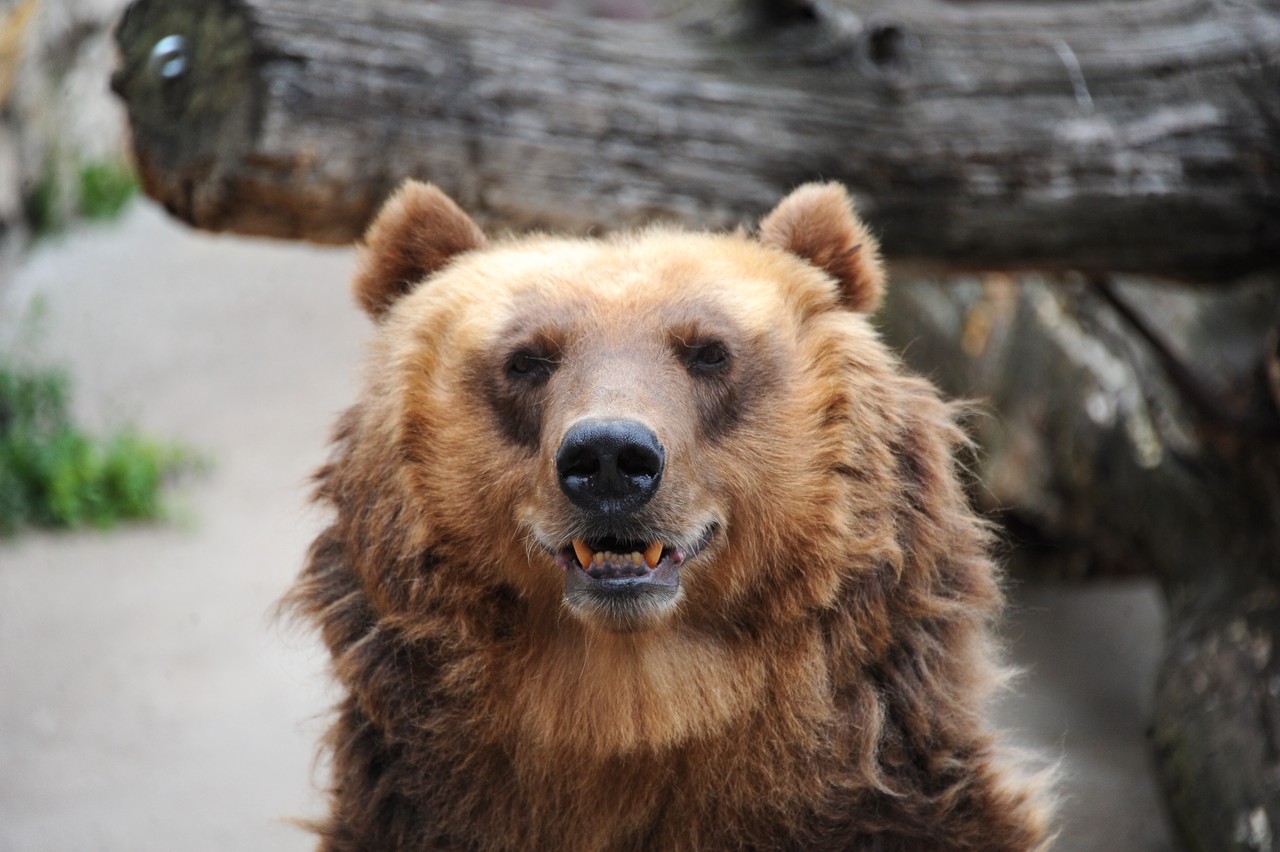 Медведи в Московском зоопарке уснули до весны