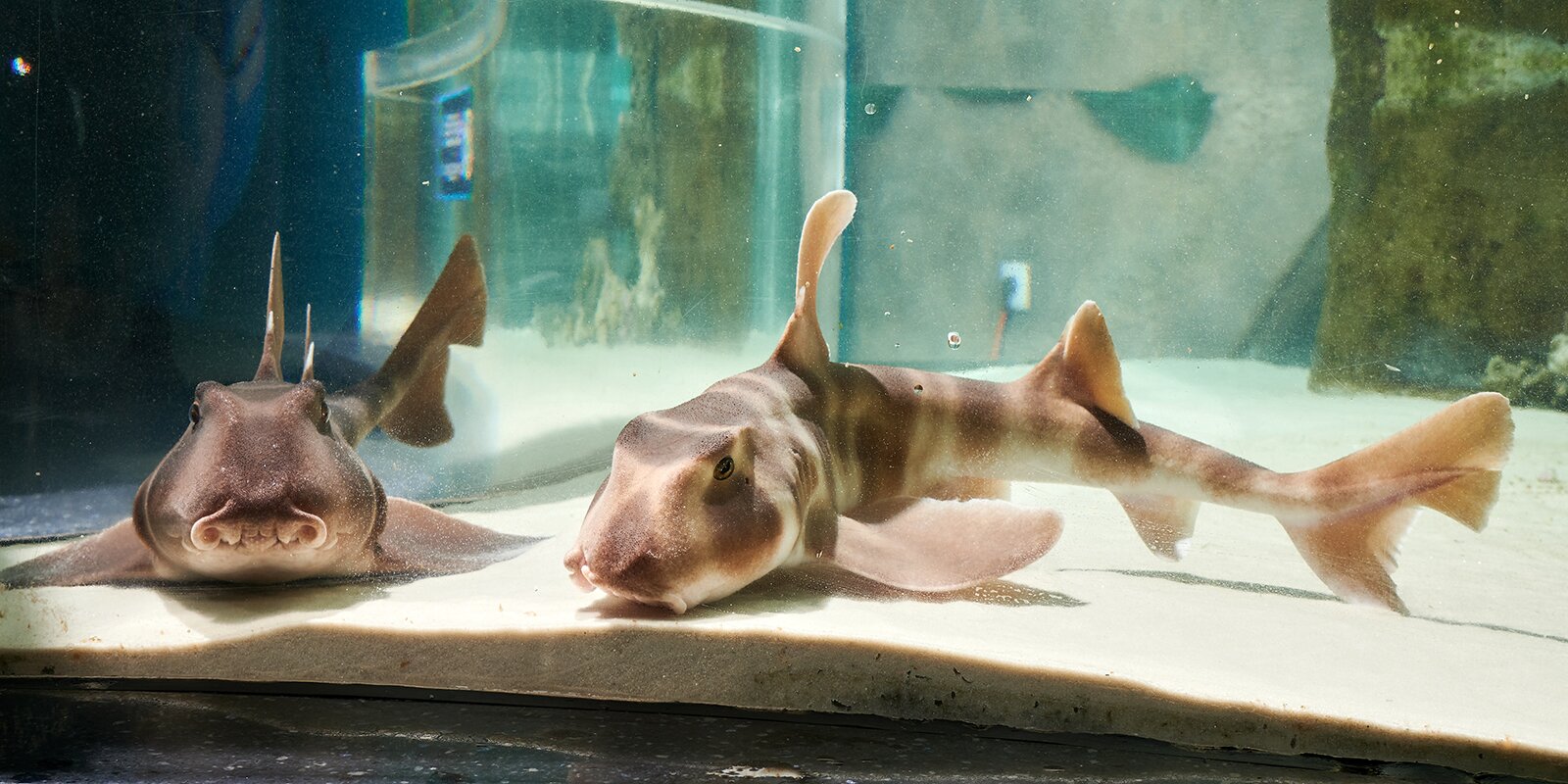 Японские бычьи акулы появились в «Москвариуме»