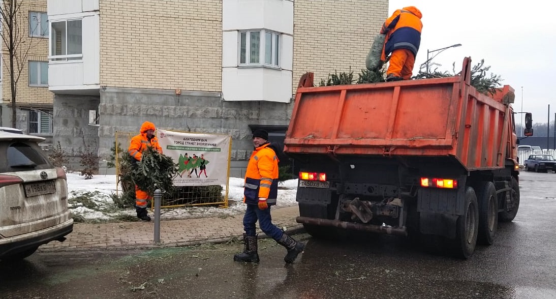 Более 140 елок сдали жители Московского на переработку