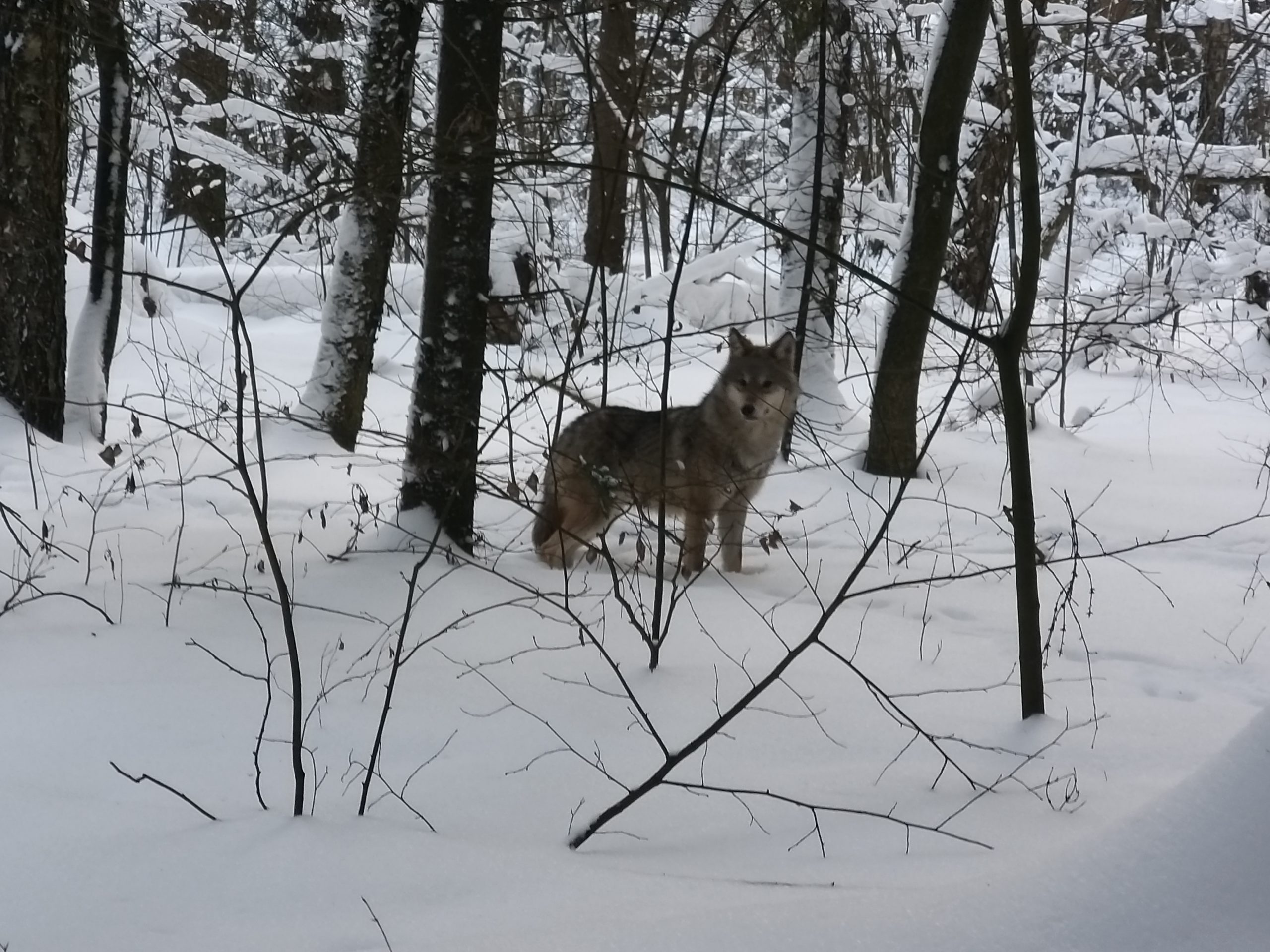 Местный житель Виталий Боровский увидел волчицу. Фото: Виталий Боровский