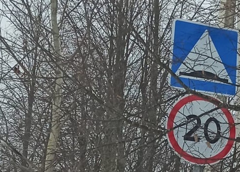 Проверку на предмет видимости дорожных знаков проведут в Роговском. Фото: предоставили сотрудники администрации.