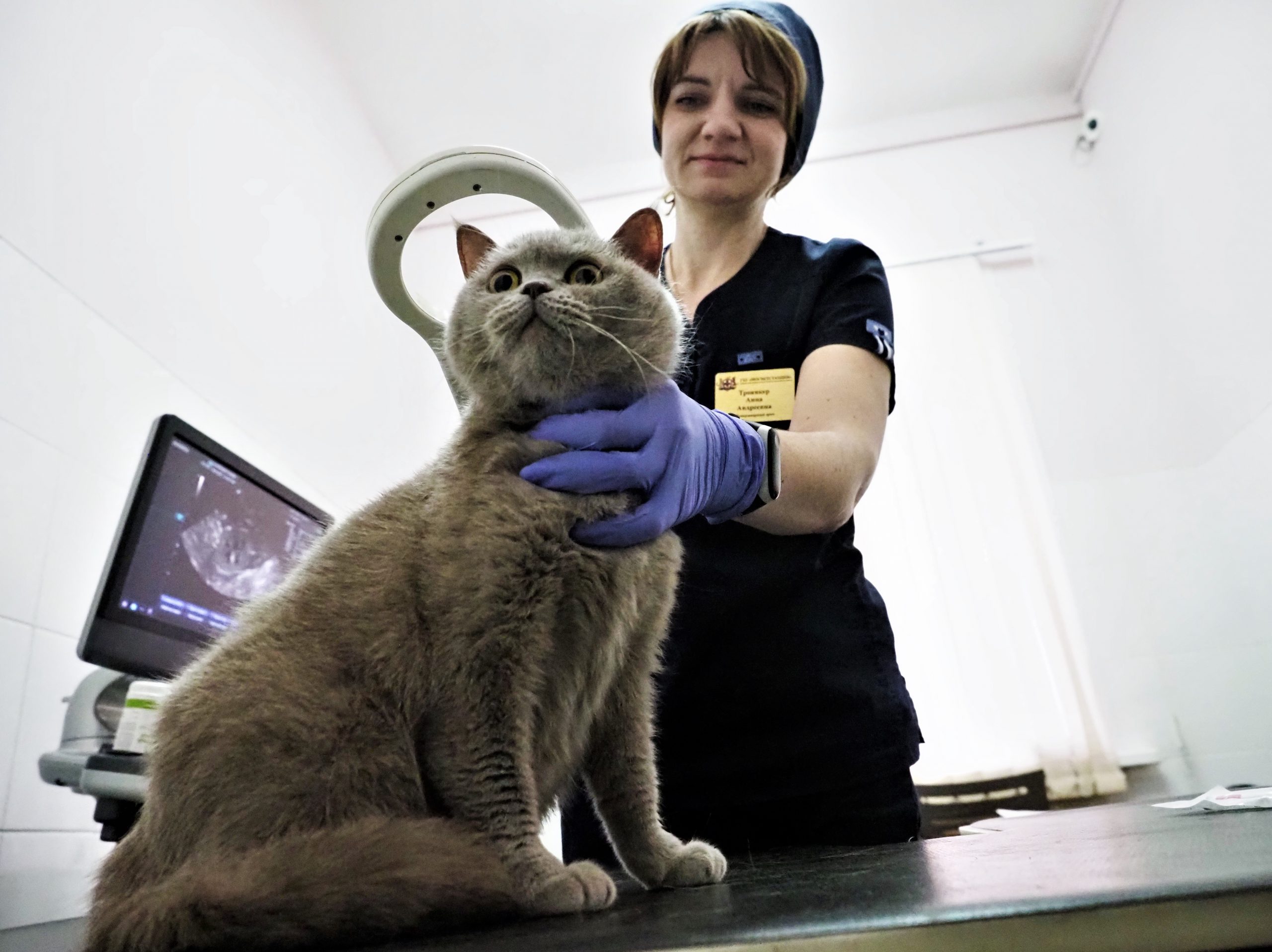 Москвичам предоставят скидку на чипирование домашних животных