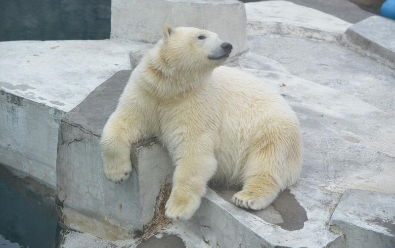 Посетители Московского зоопарка выберут имя для белого медвежонка
