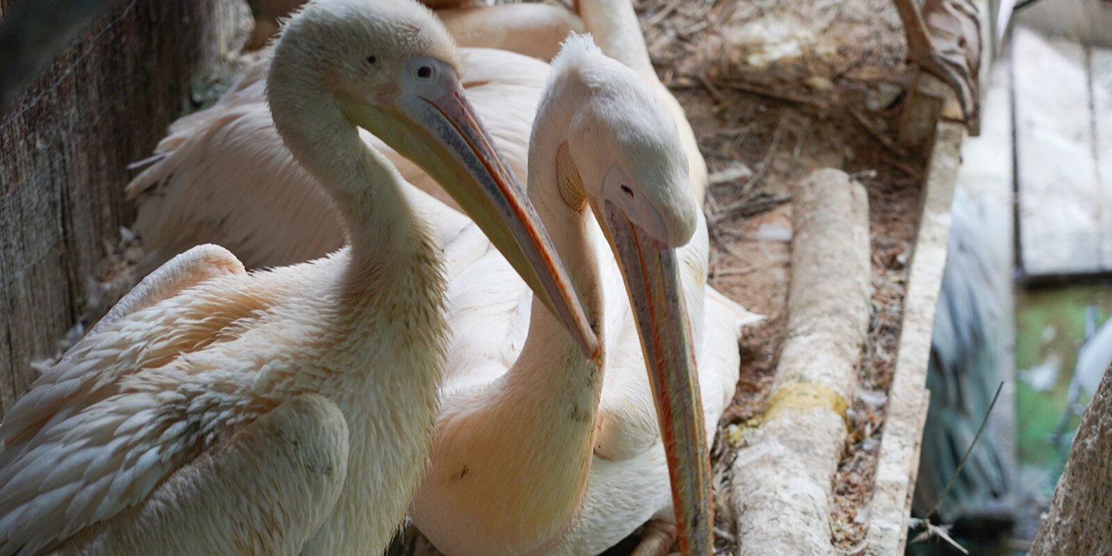 Кудрявые пеликаны вылупились в зоопарке Москвы
