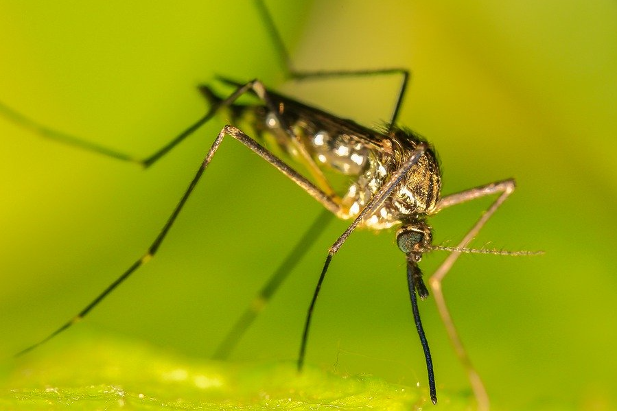 Москвичам рассказали о количестве комаров этим летом