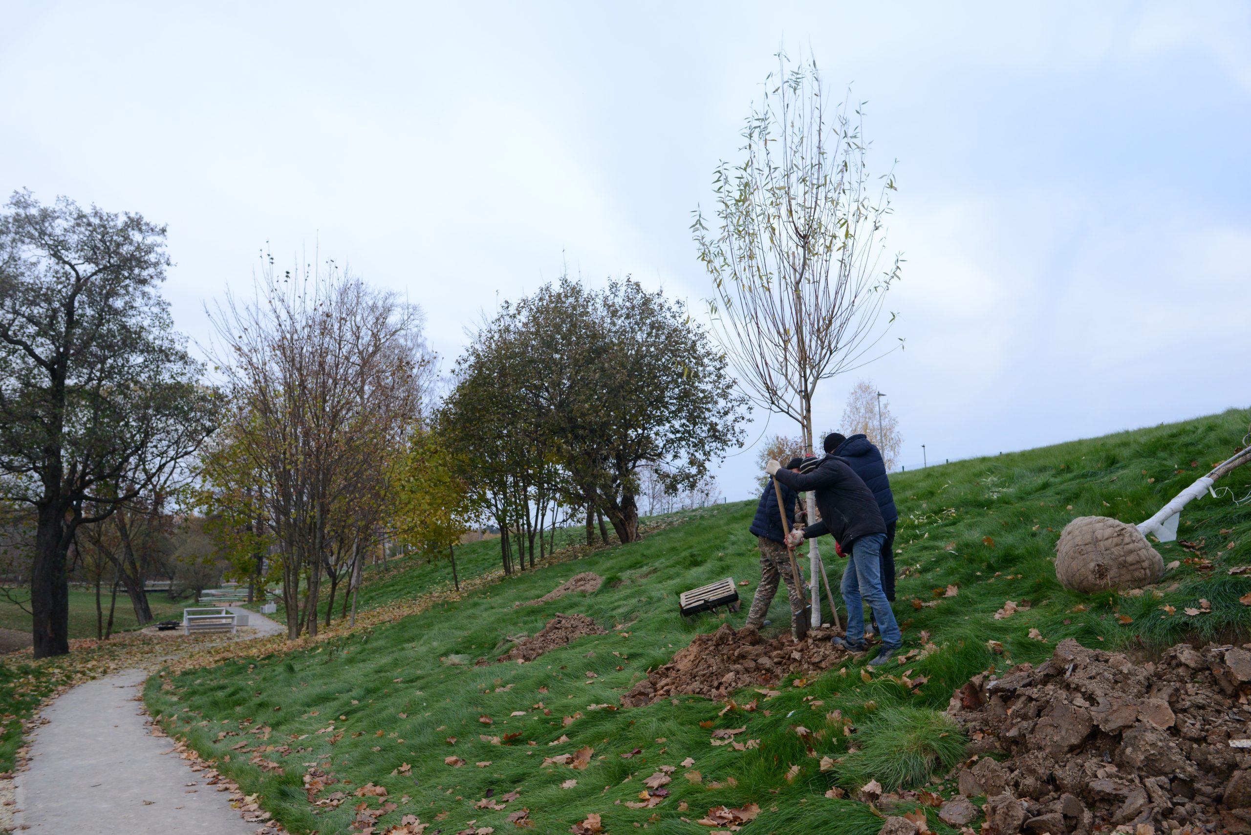 Высадку деревьев начали в Михайлово-Ярцевском